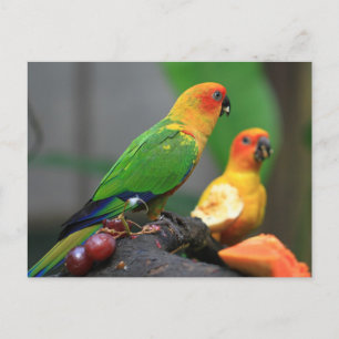 Tropical Bird Postcard