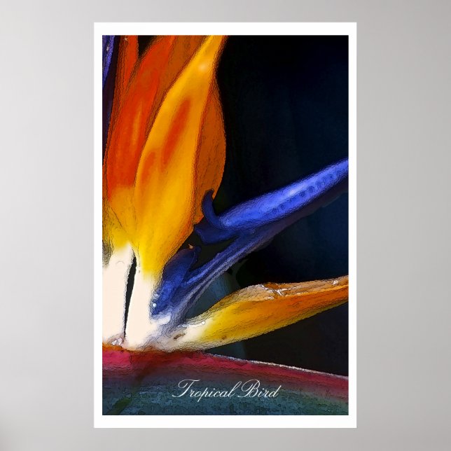 Tropical Bird, poster (Front)