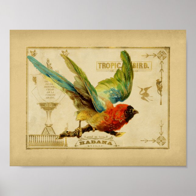 Tropical Bird Vintage Cigar Box Poster (Front)