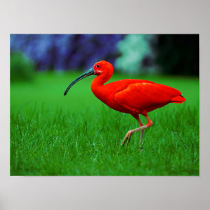 Tropical Bird With Long Beak Poster