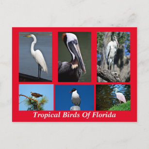 Tropical Birds of Florida Postcard