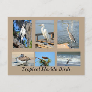 Tropical Birds of Florida Postcard