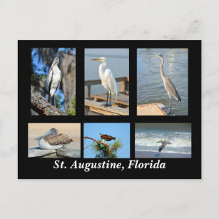 Tropical Birds of St. Augustine, Florida Postcard