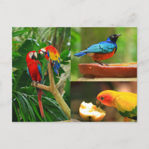 Tropical Birds Postcard