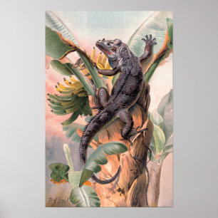 Tropical Black Iguana, Vintage Wild Reptile Animal Poster
