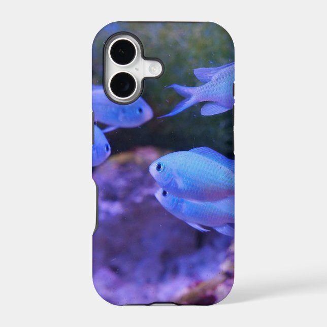 Tropical Blue Fish  (Back)