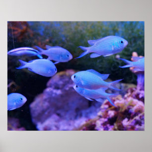 Tropical Blue Fish  Poster