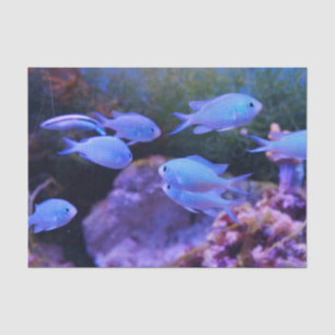 Tropical Blue Fish Tissue Paper