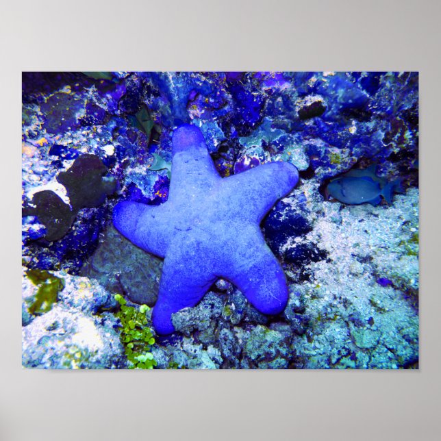 Tropical Blue Starfish Resting On Undersea Coral Poster (Front)