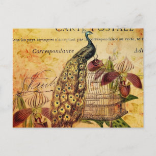 tropical botanical orchid modern vintage peacock postcard