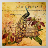 tropical botanical orchid modern vintage peacock