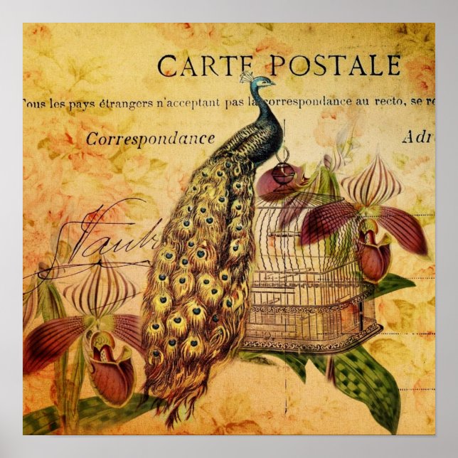 tropical botanical orchid modern vintage peacock poster (Front)