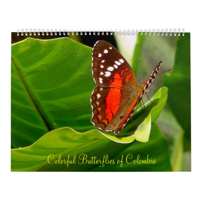 Tropical Butteflies Calendar (Cover)
