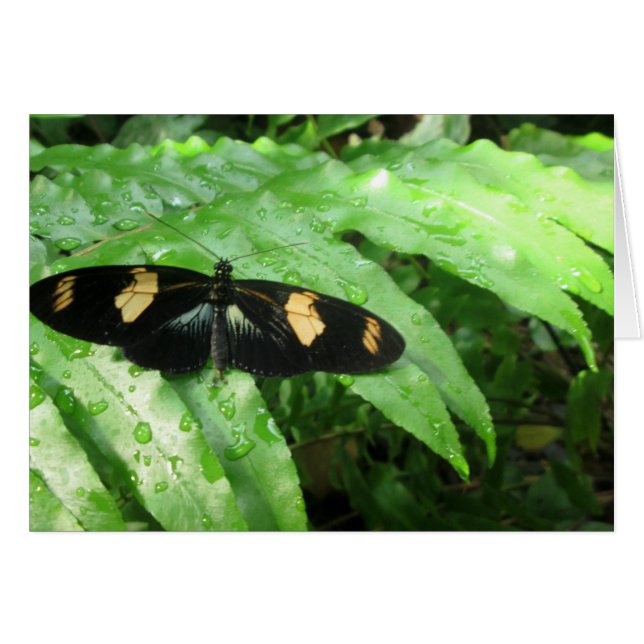 Tropical Butterflies (Front Horizontal)