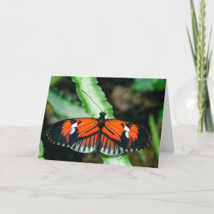 Tropical Butterfly Greeting Card