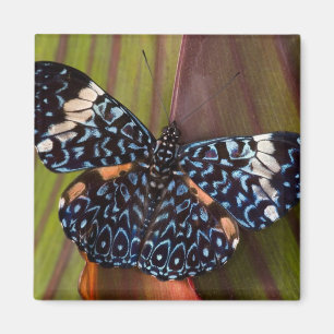 Tropical Butterfly Magnet