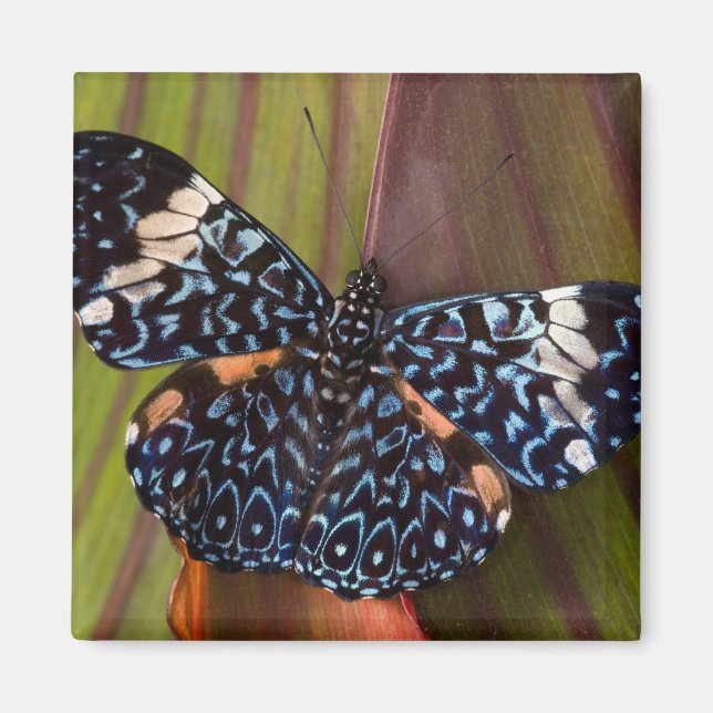 Tropical Butterfly Magnet (Front)