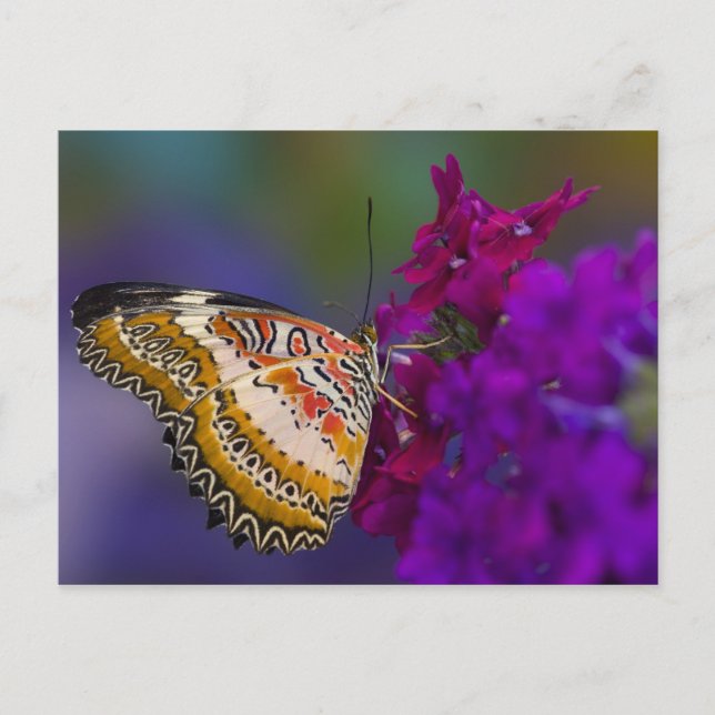 Tropical Butterfly on Purple Flowers Postcard (Front)