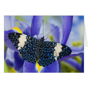 Tropical Butterfly Purple Iris