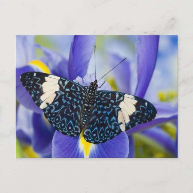 Tropical Butterfly Purple Iris Postcard (Front)