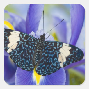 Tropical Butterfly Purple Iris Square Sticker