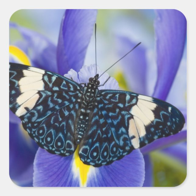 Tropical Butterfly Purple Iris Square Sticker (Front)