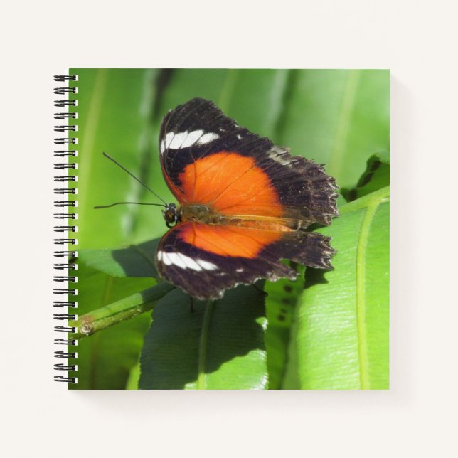 Tropical Butterfly Spiral Notebook (Front)