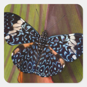 Tropical Butterfly Square Sticker