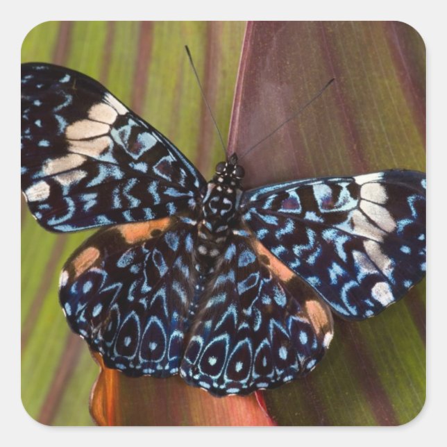 Tropical Butterfly Square Sticker (Front)