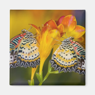 Tropical Butterfly Twins Magnet