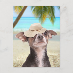 Tropical chihuahua on vacation postcard