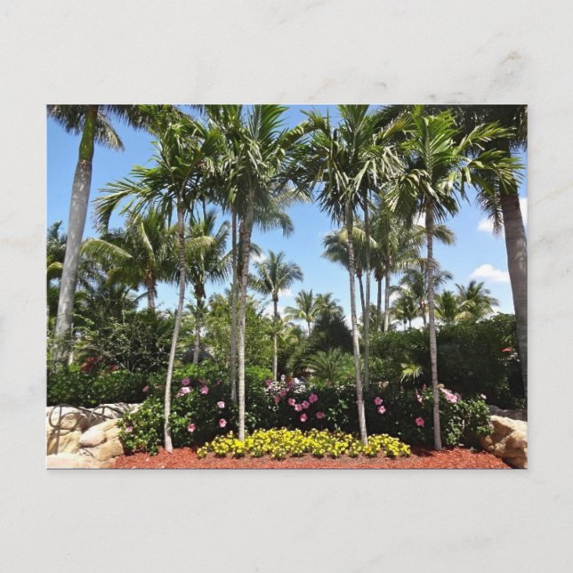 Tropical Coconut Plantation Bonita Springs Florida Postcard (Front)