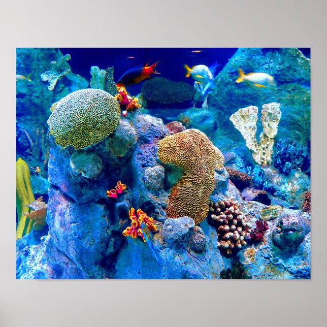 Tropical Colorful Undersea Coral Reef Poster (Front)