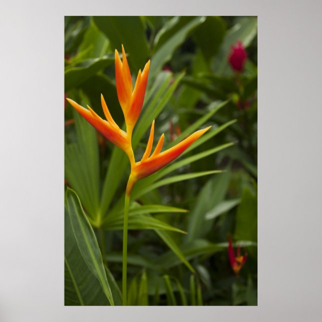 Tropical Colour Poster (Front)