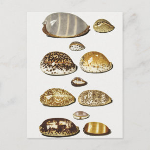Tropical cowrie shells by Johann Gustav Hoch Postcard