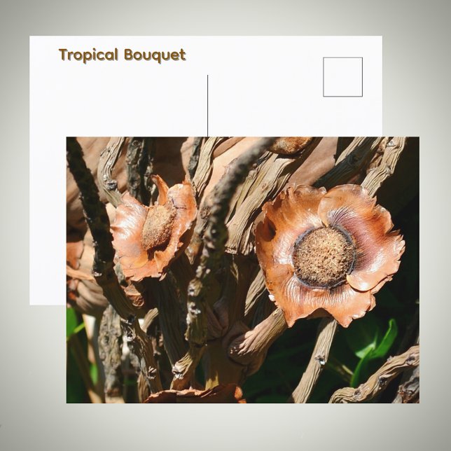 Tropical Dried Coconut Flowers Floral Postcard (Creator Uploaded)