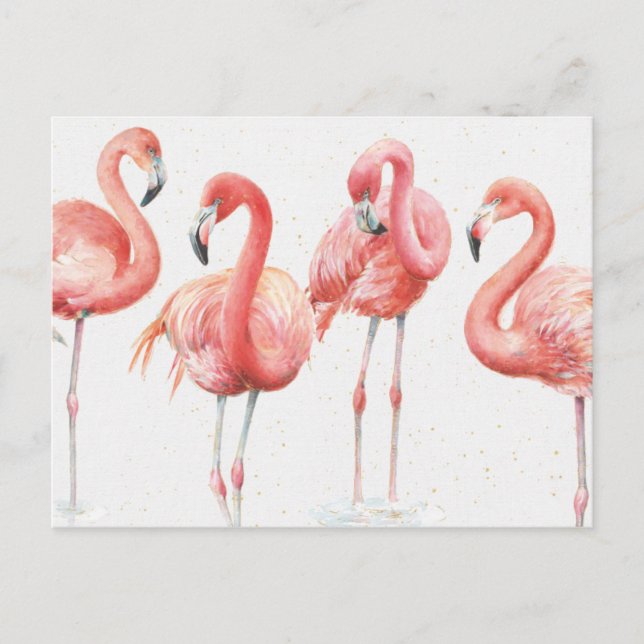 Tropical | Family of Flamingos Postcard (Front)