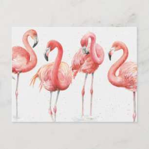 Tropical   Family of Flamingos Postcard