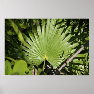 Tropical Fan Poster