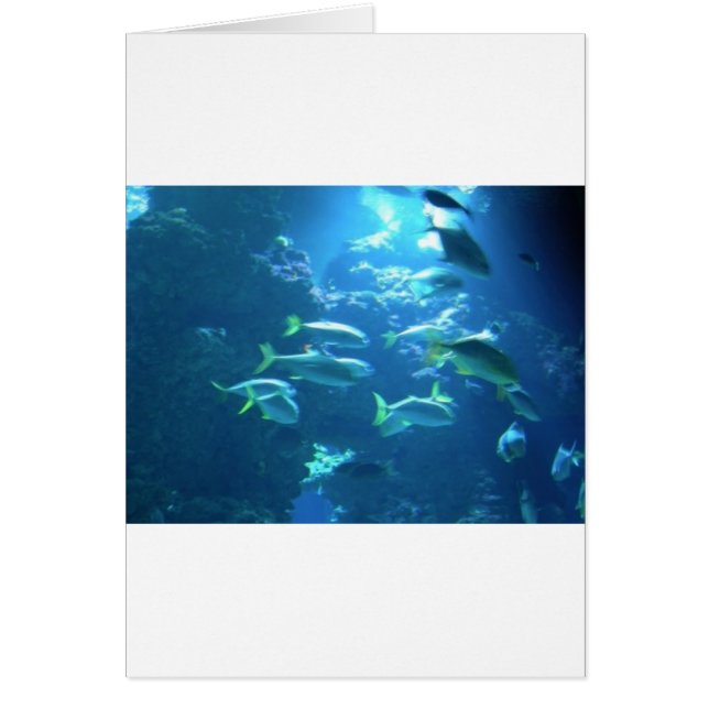 Tropical Fish (Front)