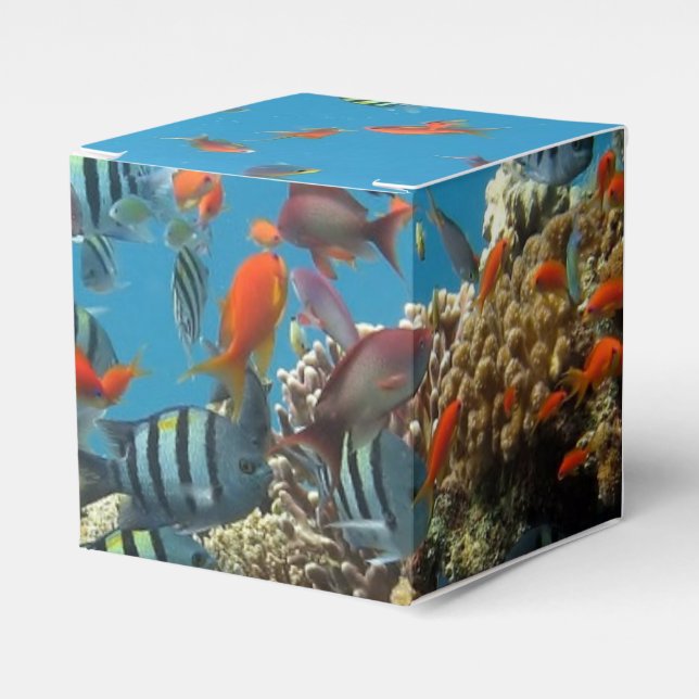 Tropical Fish Chaos Favour Box (Front Side)