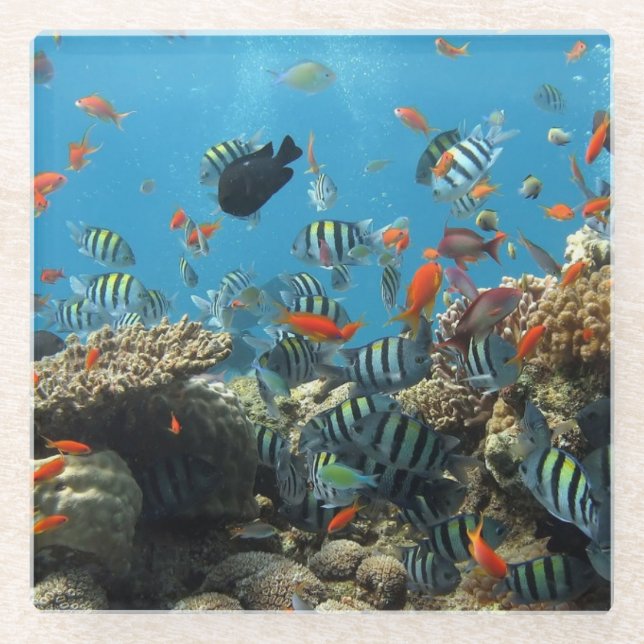 Tropical Fish Chaos Glass Coaster (Front)