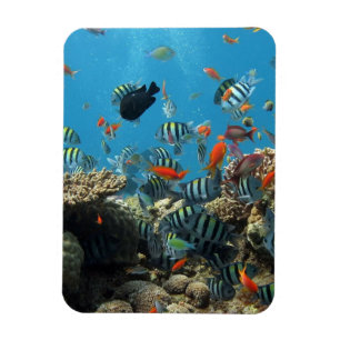Tropical Fish Chaos Magnet