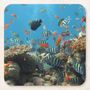 Tropical Fish Chaos Square Paper Coaster
