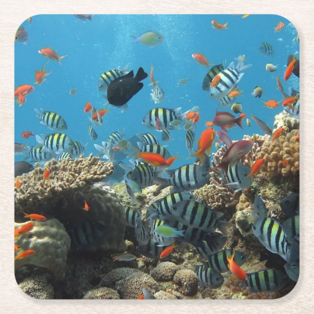 Tropical Fish Chaos Square Paper Coaster (Front)