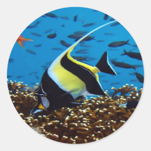 Tropical fish classic round sticker