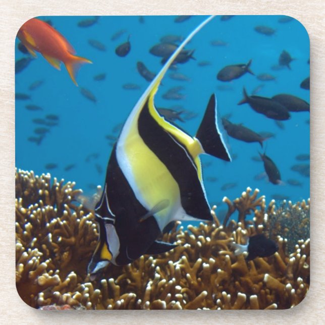 Tropical fish  coaster (Front)
