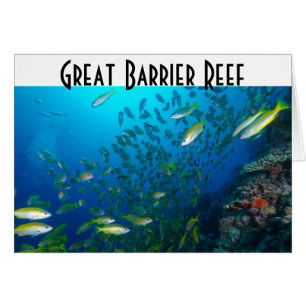 Tropical Fish Great Barrier Reef Coral Sea