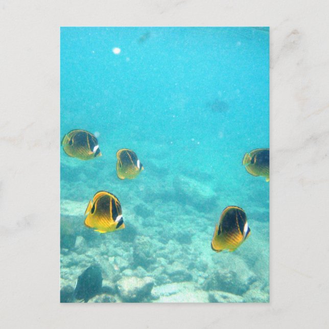 Tropical Fish in Hawaii Postcard (Front)