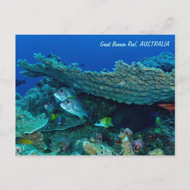 Tropical Fish of the Coral Sea Postcard (Front)
